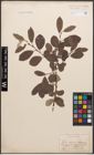 Foto von Salix caprea L. x Salix lapponum L.